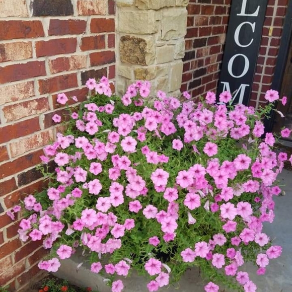 Meet your Posher, Tina - Picture 2 of 6